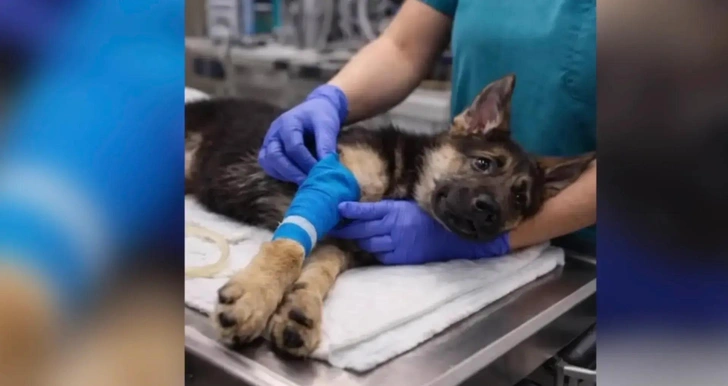 Мошенники обманывают владельцев пропавших животных через поддельные фото