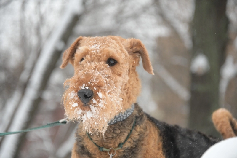 Росстандарт утвердил первый ГОСТ на территории для прогулок и игр с собаками