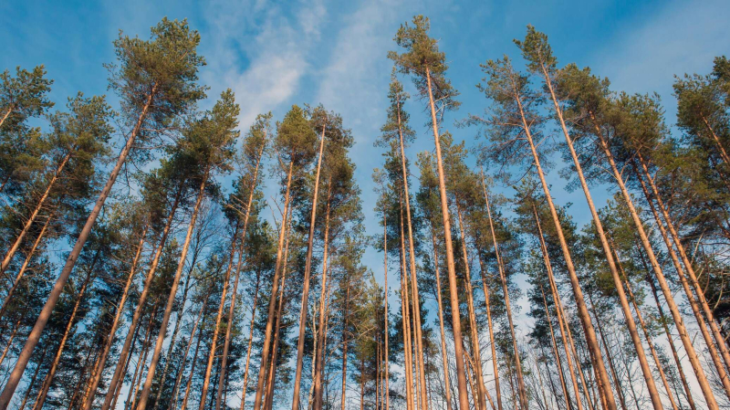 Сбился с курса: украинский беспилотник взорвался в Литве