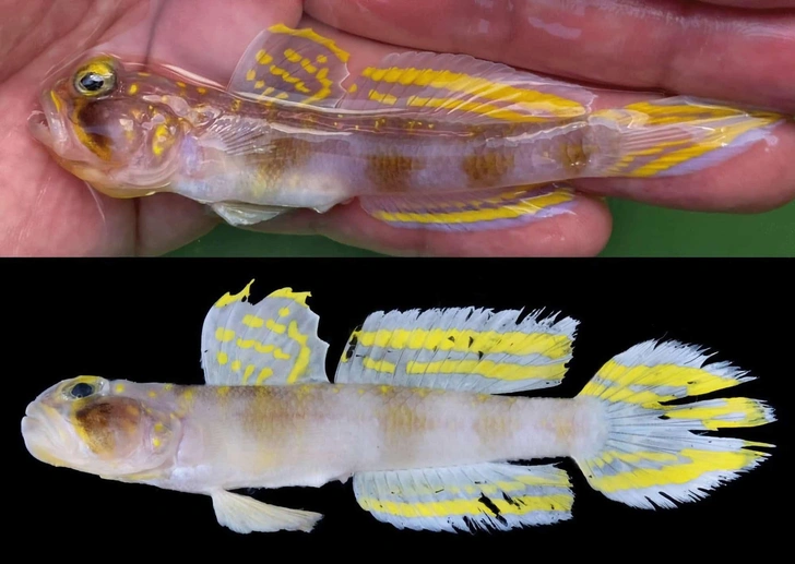 Взгляните на «солнечного» бычка, живущего на глубине 200 метров в Тихом океане. Вот почему он такой яркий