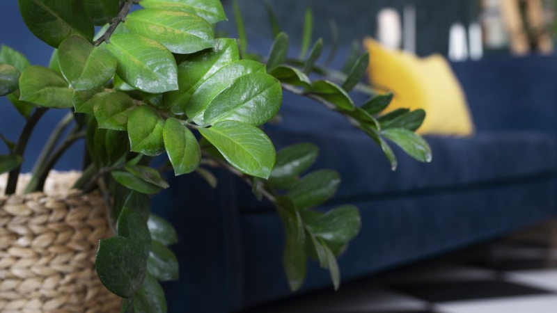 Замиокулькас будет расти и зеленеть, если соблюдать эти простые правила ухода