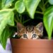 Как отучить кота гадить в цветочный горшок с фиалкой