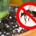 Мошки в цветочных горшках — полезные статьи GREEN OFFICE